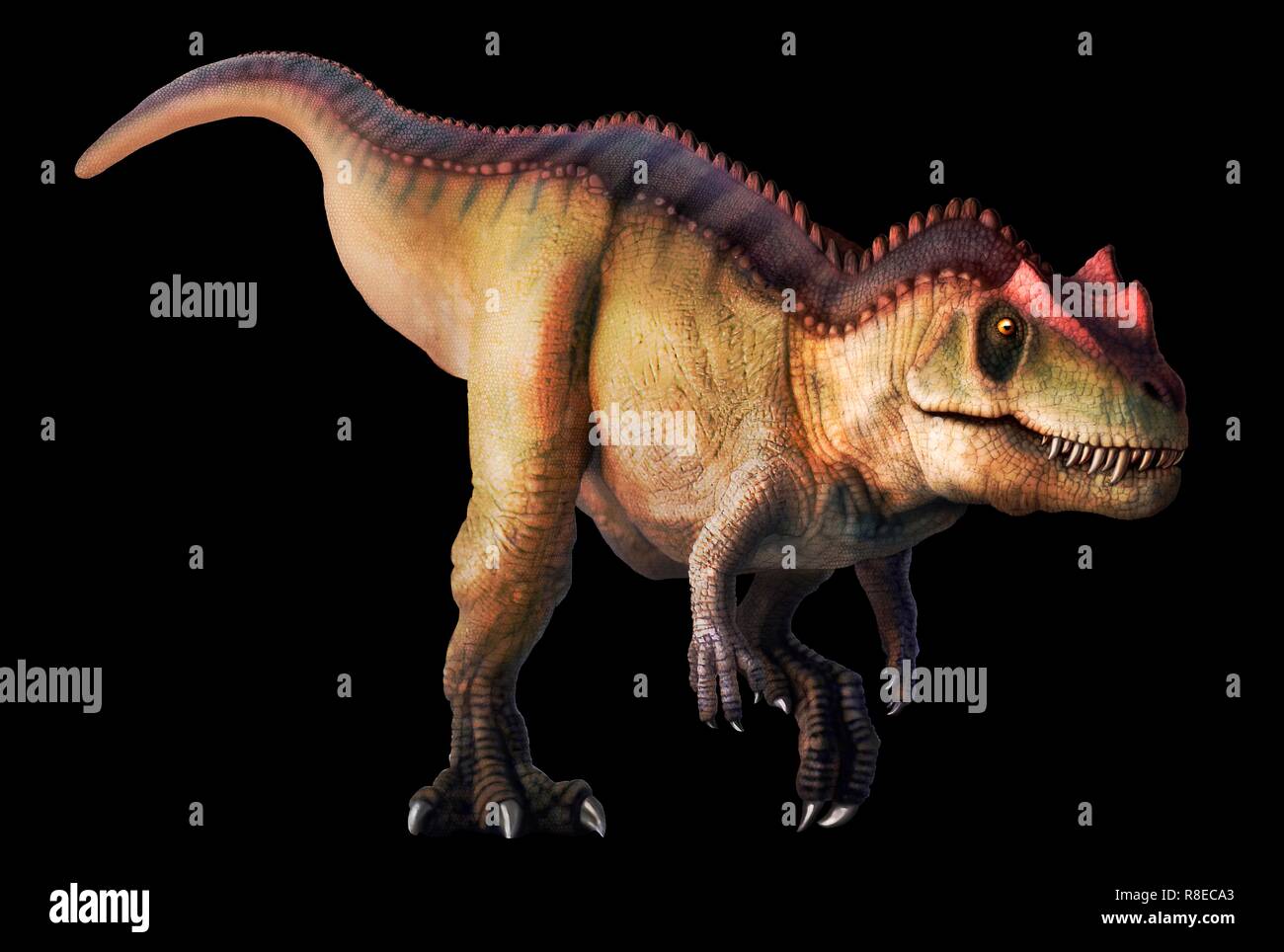 Ceratosaurus, illustration. Ce grand dinosaure théropode carnivore vivait pendant le Jurassique tardif (153-148 millions d'années) en ce qui est maintenant l'Amérique du Nord. Il atteint une longueur de 6 à 7 mètres. Banque D'Images