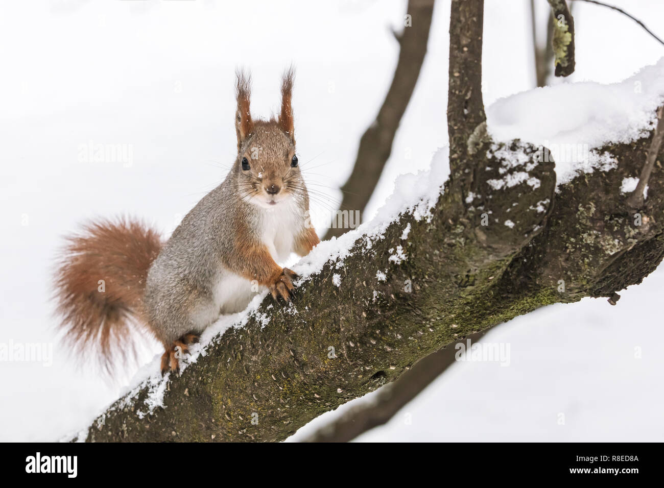 Écureuil rouge avec queue touffue sitting on tree trunk dans winter park couvert de neige blanche Banque D'Images