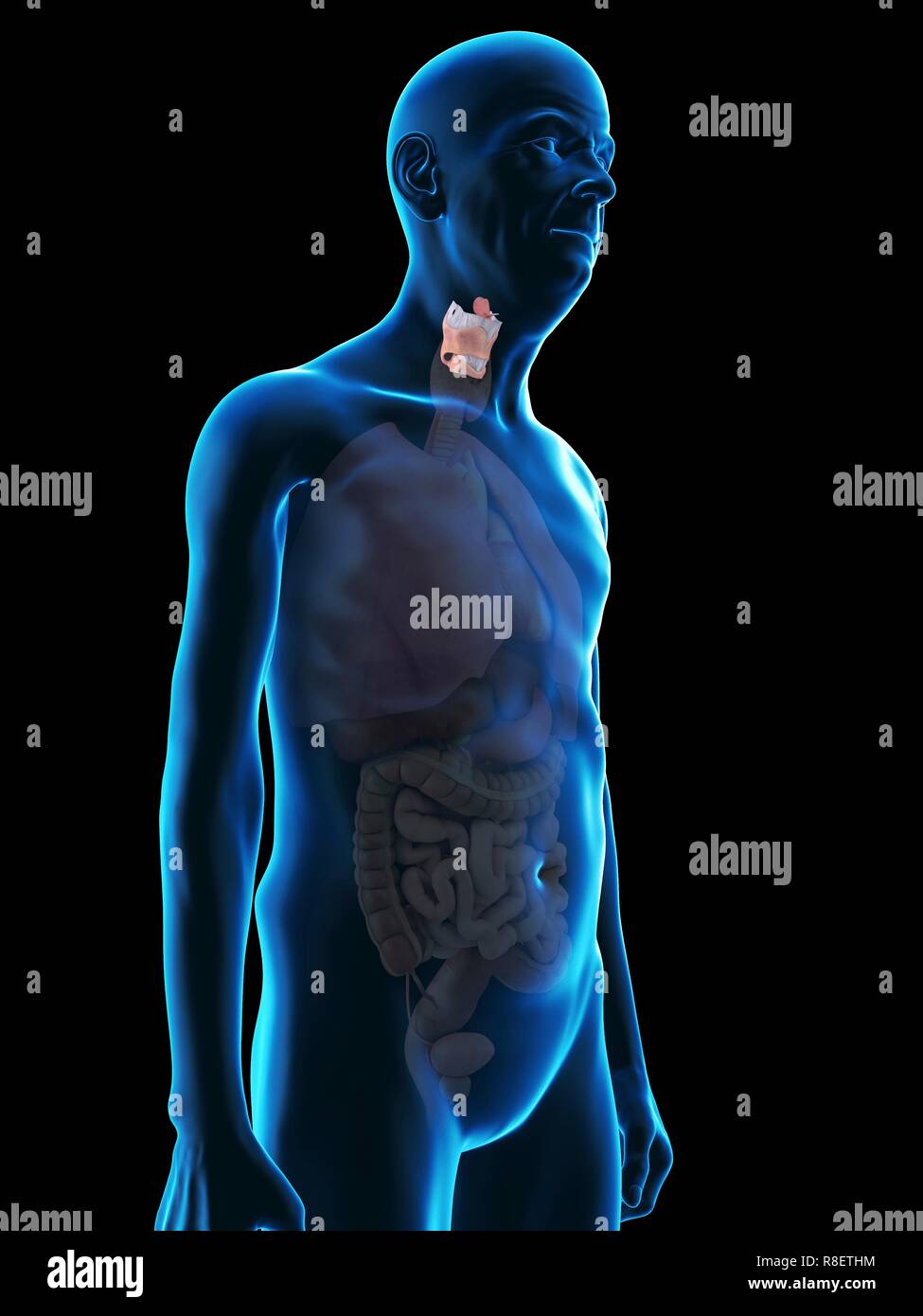 Illustration d'un vieil homme, du larynx. Banque D'Images
