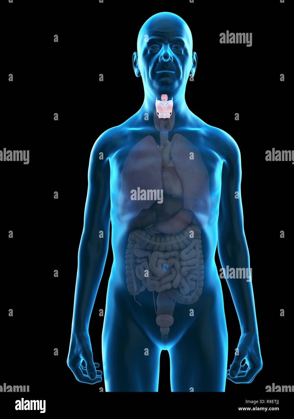 Illustration d'un vieil homme, du larynx. Banque D'Images