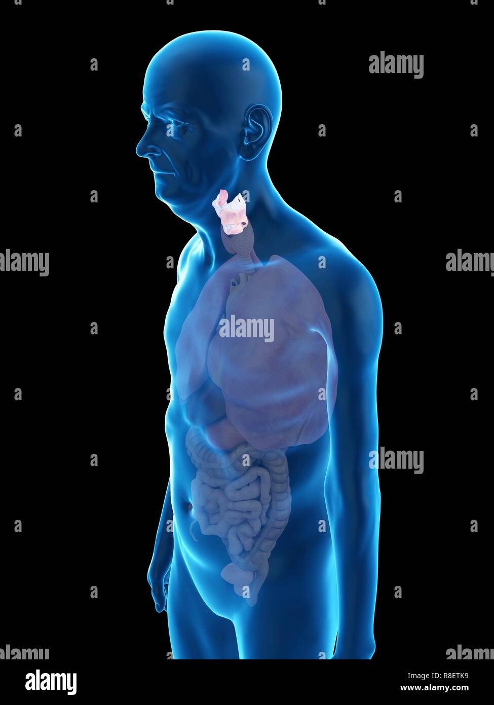 Illustration d'un vieil homme, du larynx. Banque D'Images