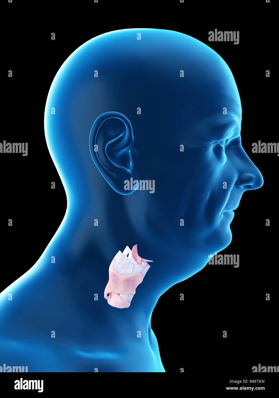 Illustration d'un vieil homme, du larynx. Banque D'Images