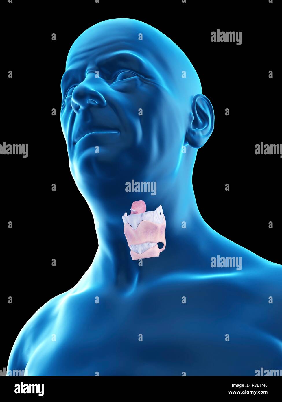 Illustration d'un vieil homme, du larynx. Banque D'Images