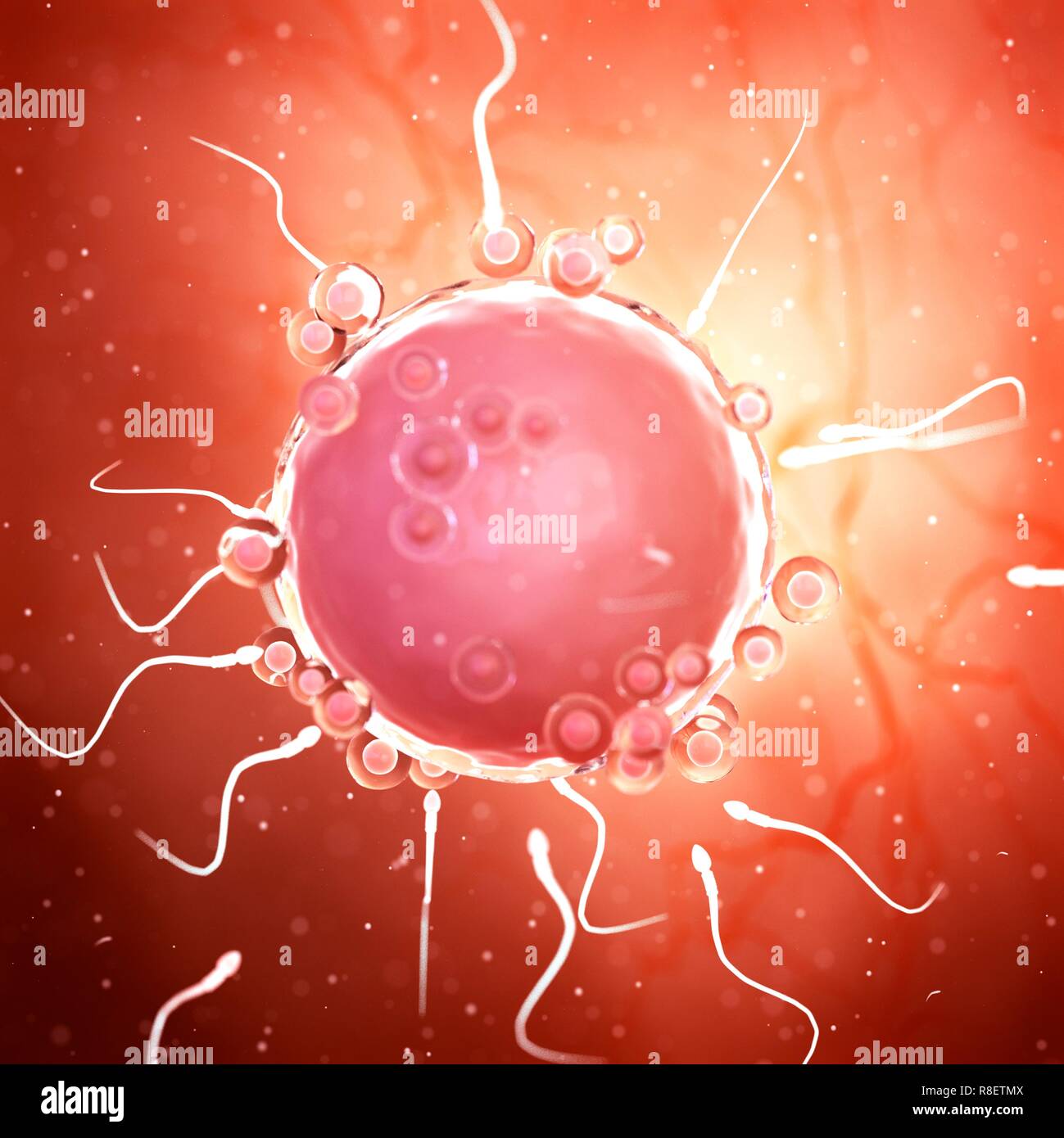 Illustration des spermatozoïdes autour d'un ovule. Banque D'Images
