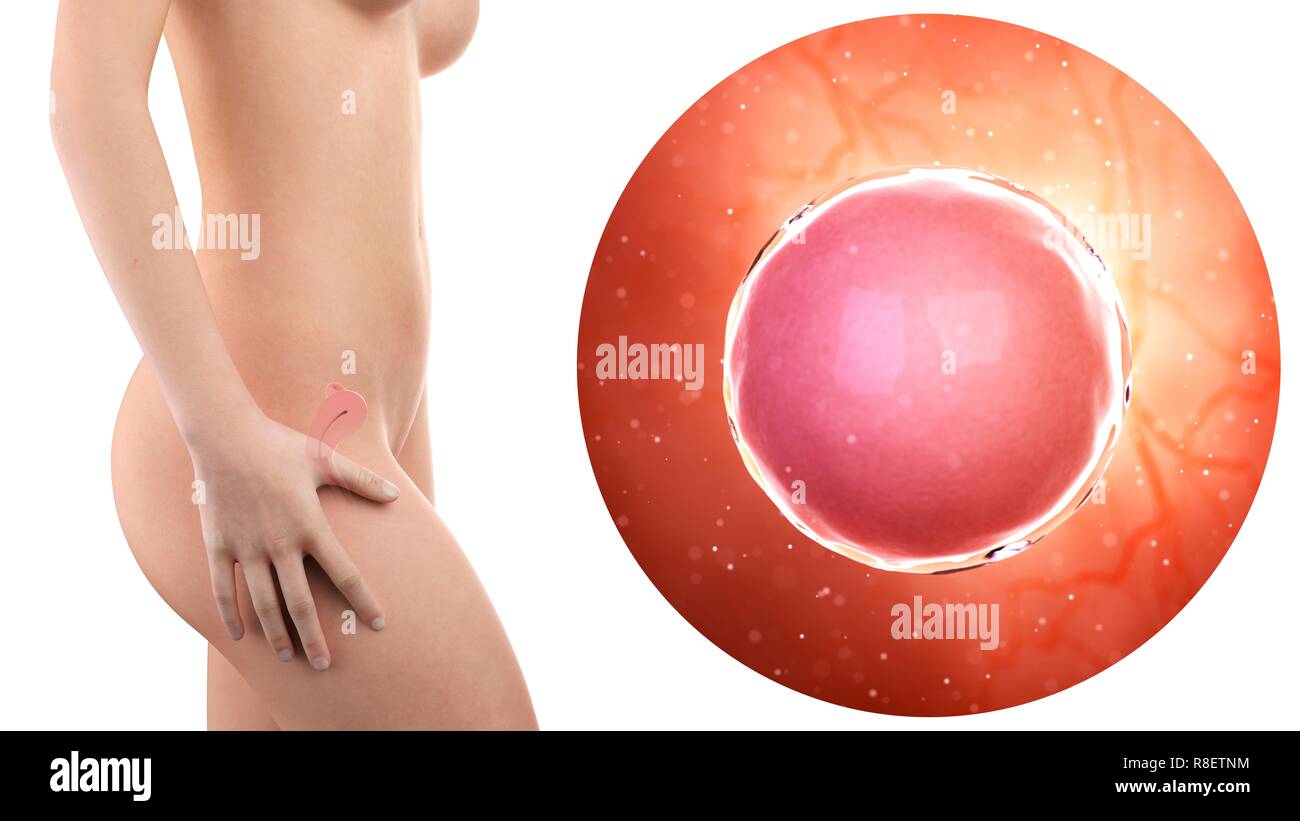 Illustration d'une femme enceinte avec utérus visible et l'ovule fécondé. Banque D'Images