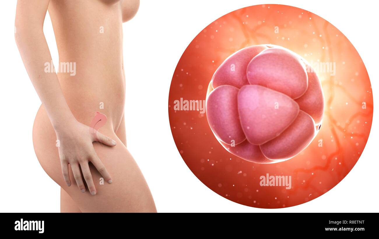 Illustration d'une femme enceinte avec utérus visible et 8 cellules de l'embryon. Banque D'Images