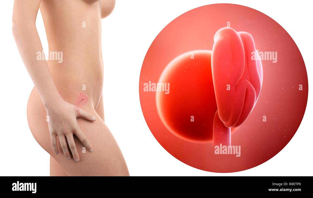 Illustration D Une Femme Enceinte Et Le Fœtus De 4 Semaines Photo Stock Alamy Illustration D Une Femme Enceinte Et Le Fœtus De 4 Semaines Photo Stock Alamy