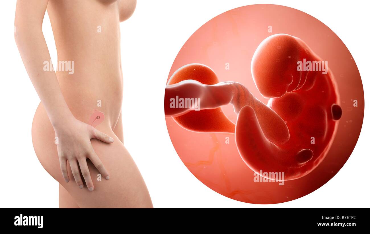 Foetus A 6 Semaines Banque D Image Et Photos Alamy Foetus A 6 Semaines Banque D Image Et Photos Alamy