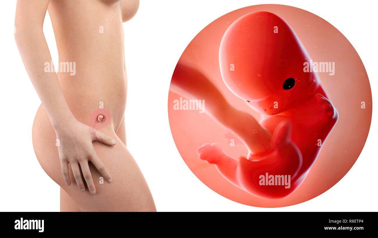 Illustration d'une femme enceinte et 8 semaines foetus. Banque D'Images