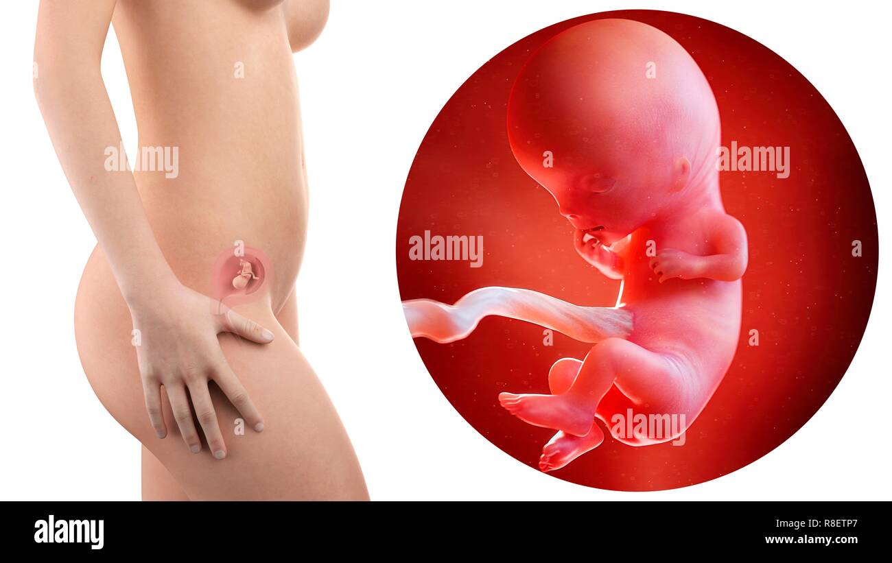 Illustration D Une Femme Enceinte Et Le Fœtus De 11 Semaines Photo Stock Alamy