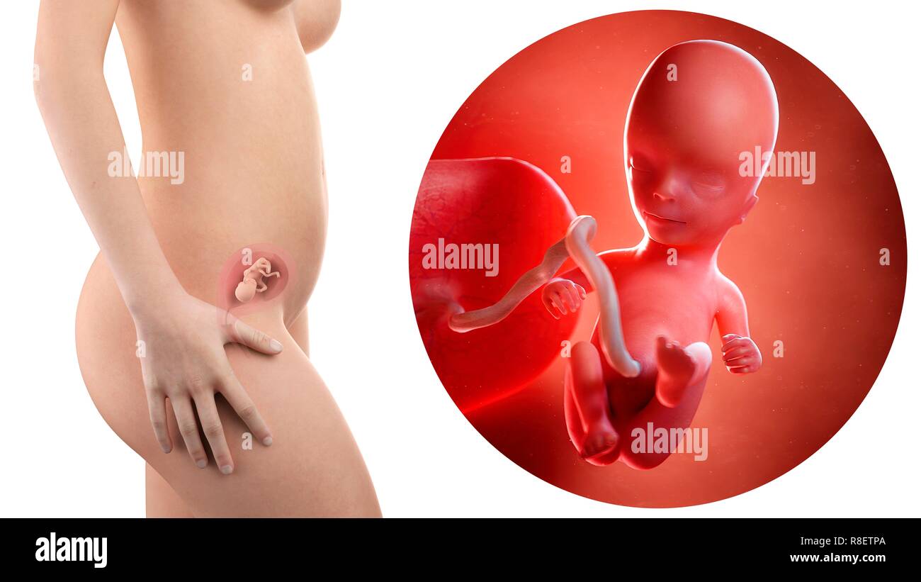 Illustration d'une femme enceinte et le fœtus de 14 semaines Photo Stock -  Alamy