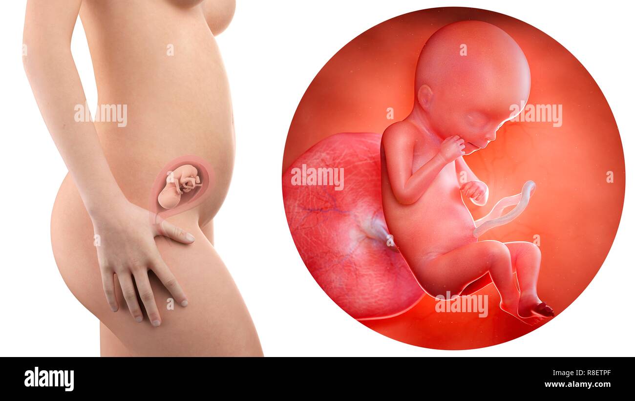 Illustration D Une Femme Enceinte Et Le Fœtus De 19 Semaines Photo Stock Alamy