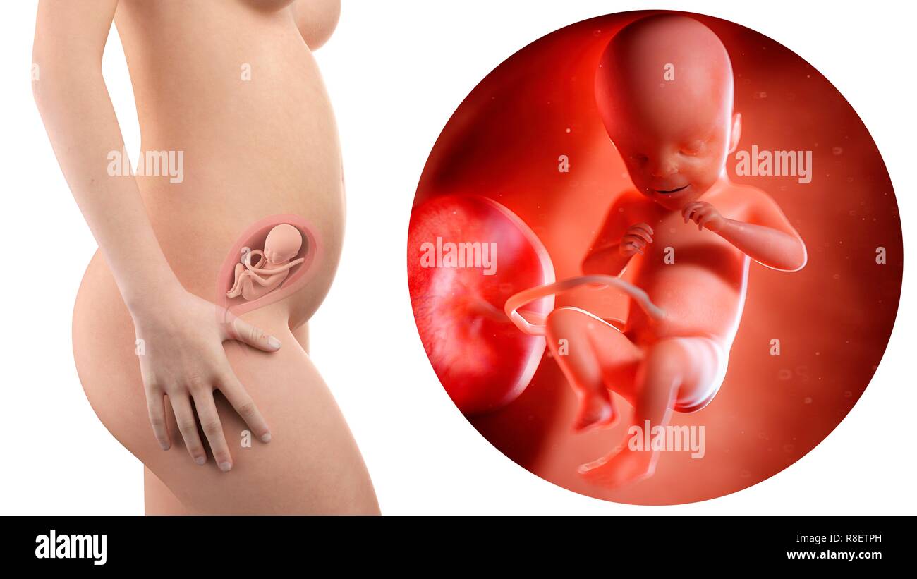 Illustration D Une Femme Enceinte Et 21 Semaines Foetus Photo Stock Alamy