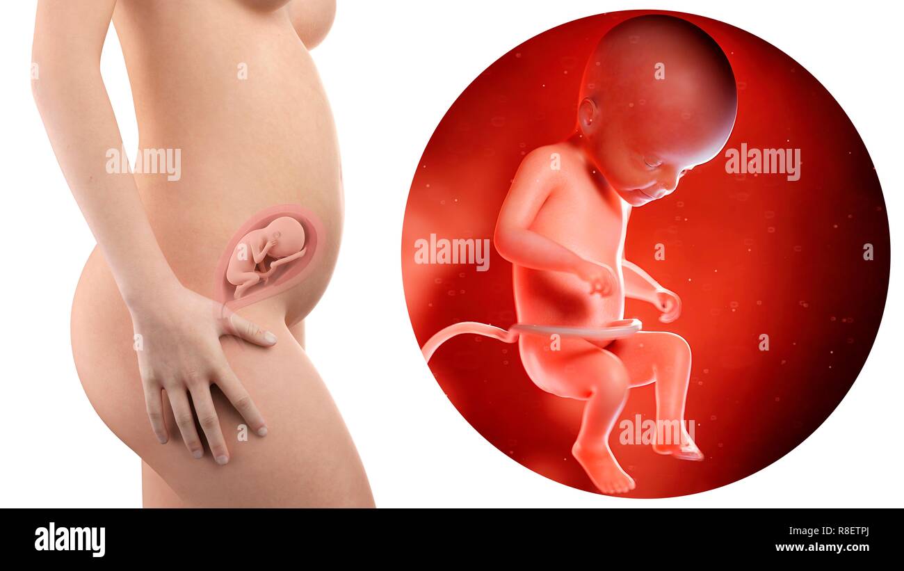 Illustration D Une Femme Enceinte Et 6 Semaines Foetus Photo Stock Alamy