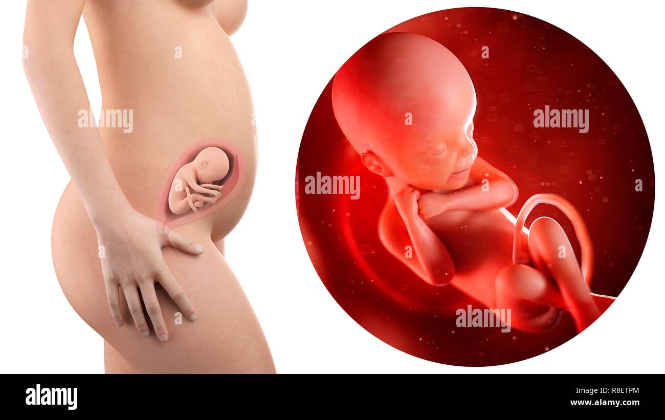Illustration D Une Femme Enceinte Et Le Fœtus De 24 Semaines Photo Stock Alamy Illustration D Une Femme Enceinte Et Le Fœtus De 24 Semaines Photo Stock Alamy