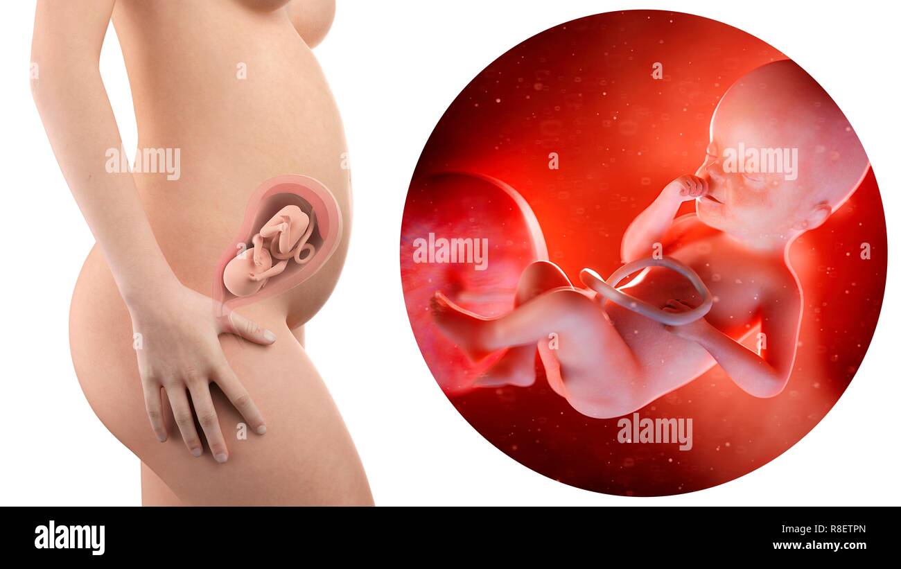 Illustration D Une Femme Enceinte Et 25 Semaines Foetus Photo Stock Alamy