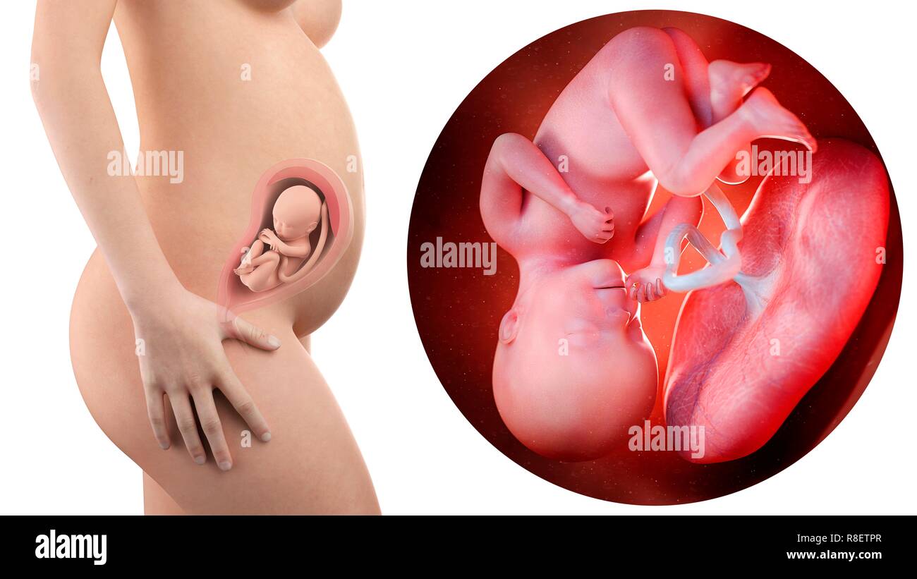 Illustration D Une Femme Enceinte Et 27 Semaines Foetus Photo Stock Alamy