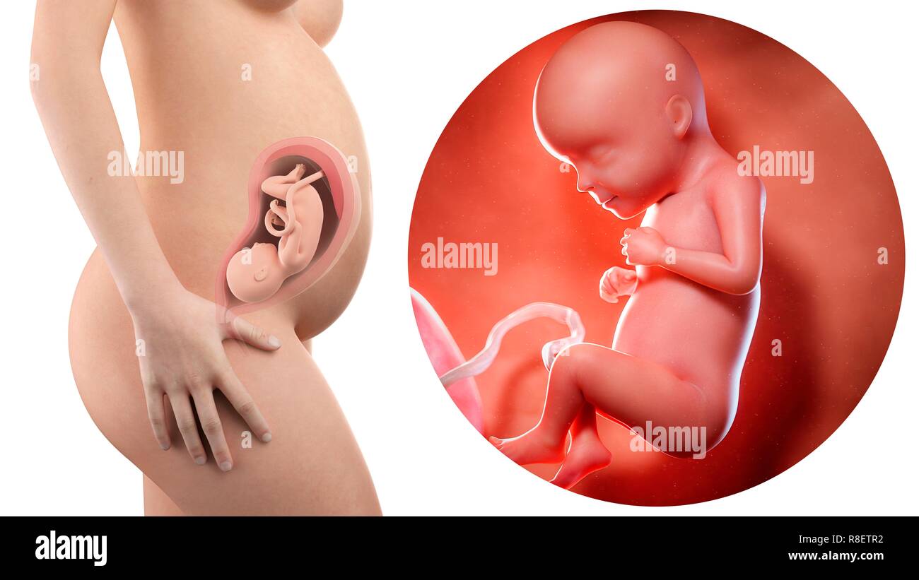 Illustration D Une Femme Enceinte Et 6 Semaines Foetus Photo Stock Alamy Illustration D Une Femme Enceinte Et 6 Semaines Foetus Photo Stock Alamy