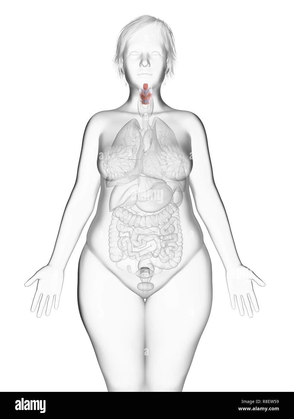Illustration d'une femme obèse du larynx. Banque D'Images
