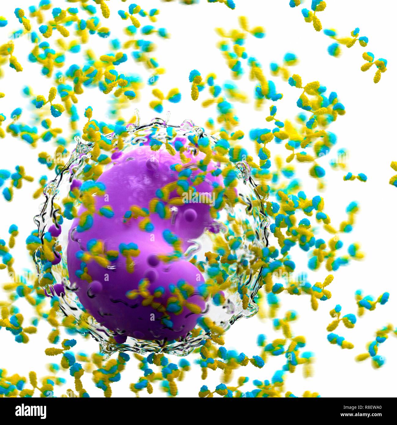 Illustration d'un anticorps et de leucocytes. Banque D'Images