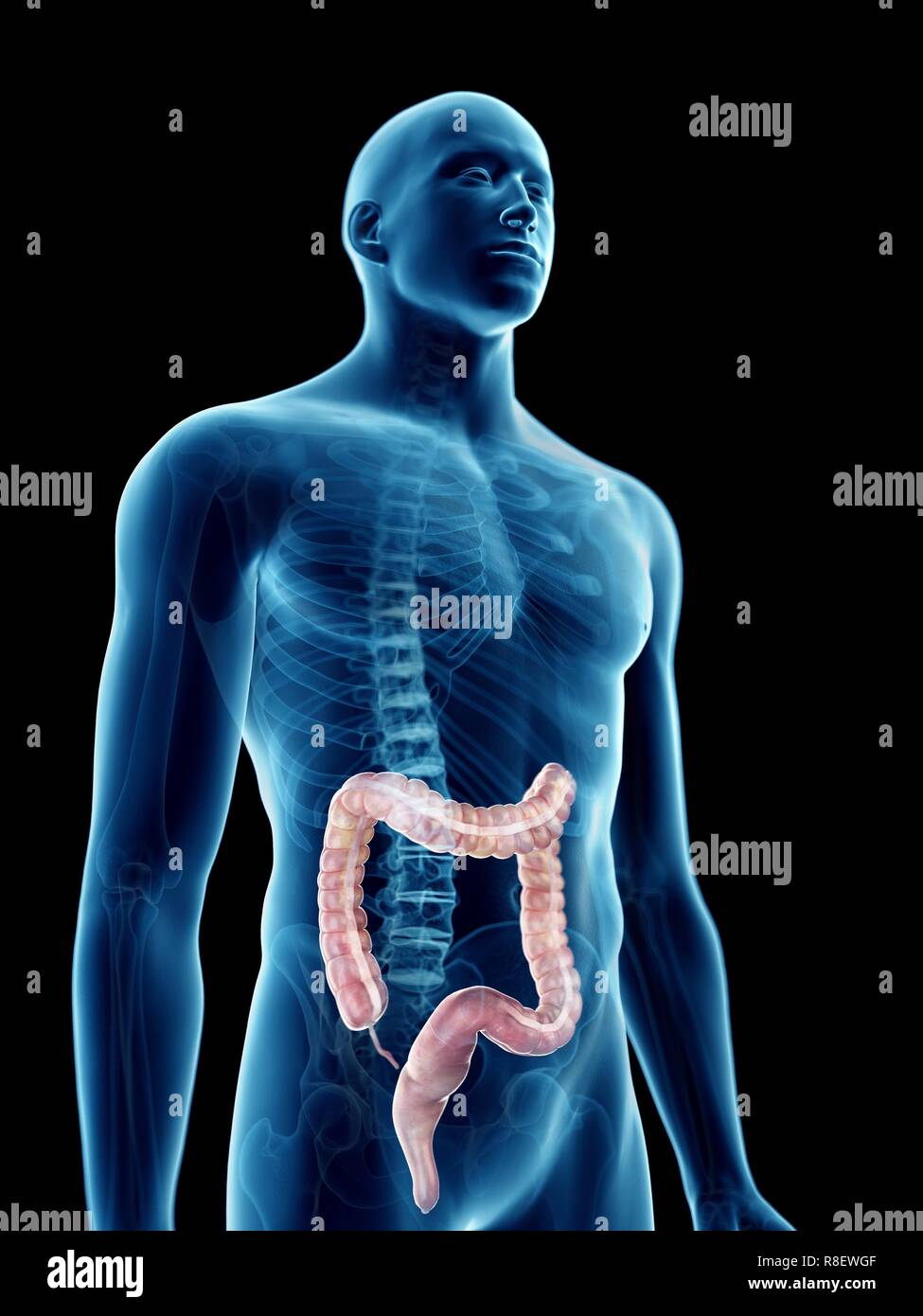 Illustration d'un colon de l'homme. Banque D'Images