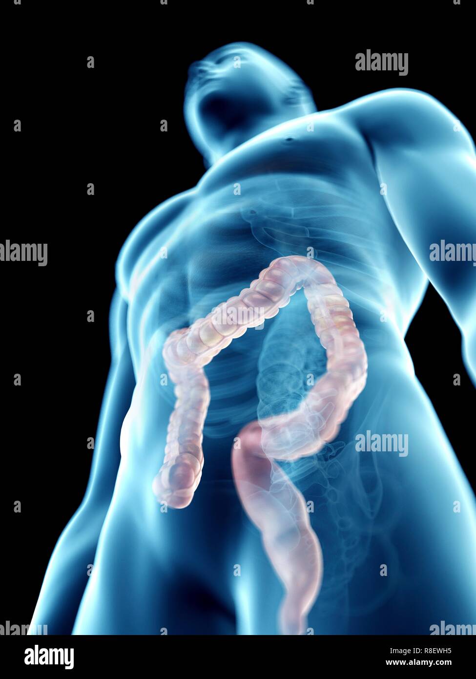 Illustration d'un colon de l'homme. Banque D'Images