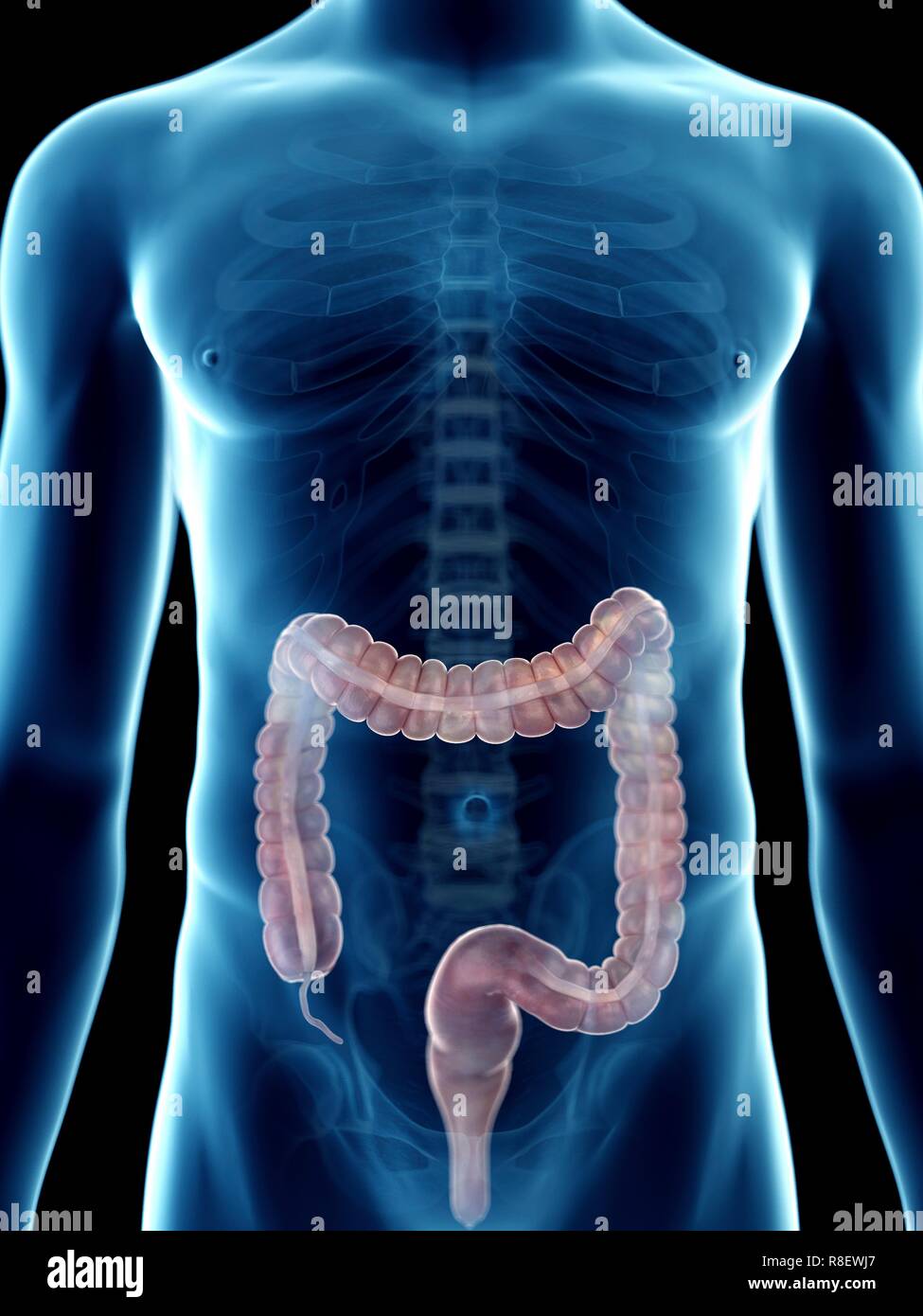 Illustration d'un colon de l'homme. Banque D'Images