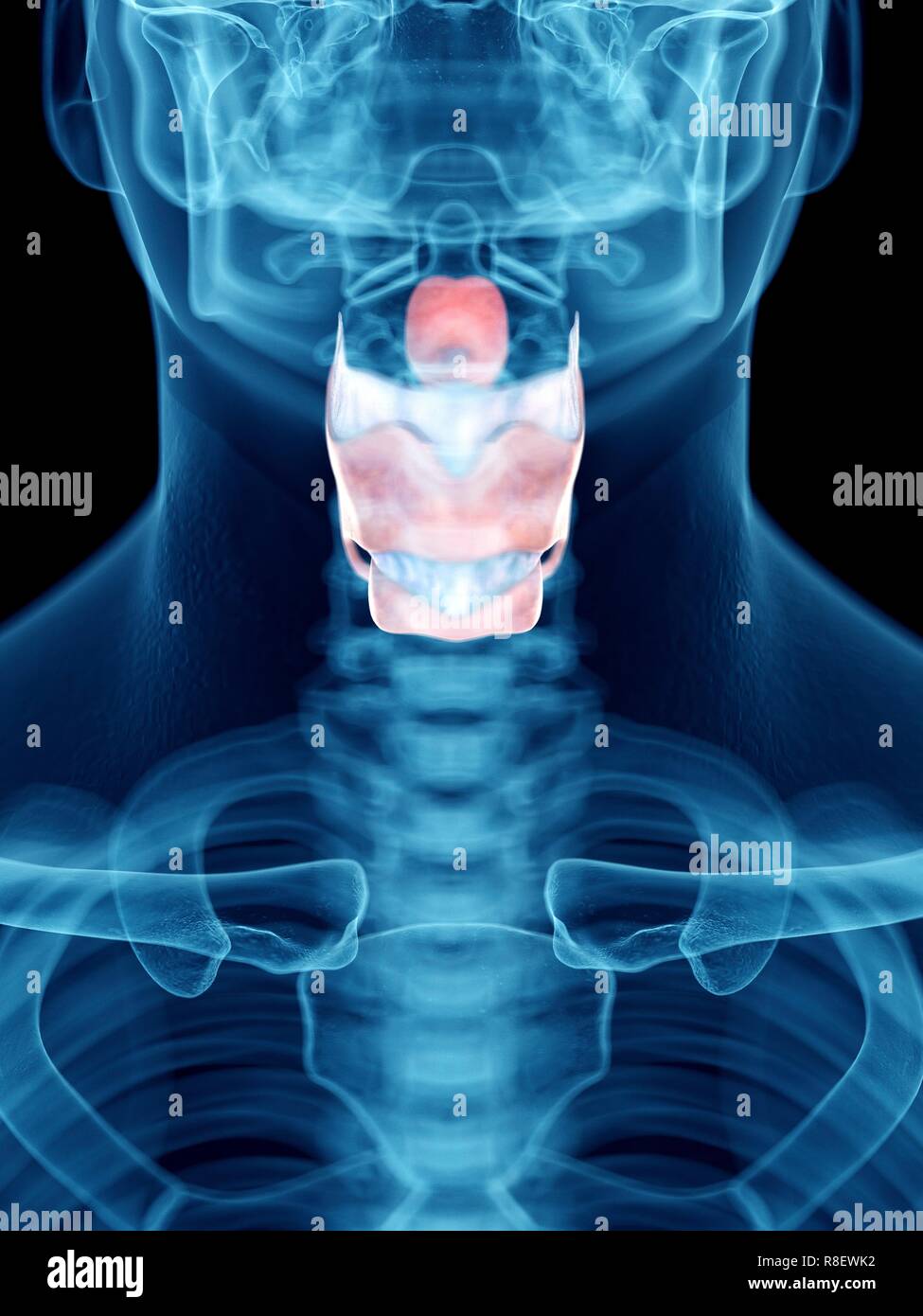 Illustration d'un larynx de l'homme. Banque D'Images