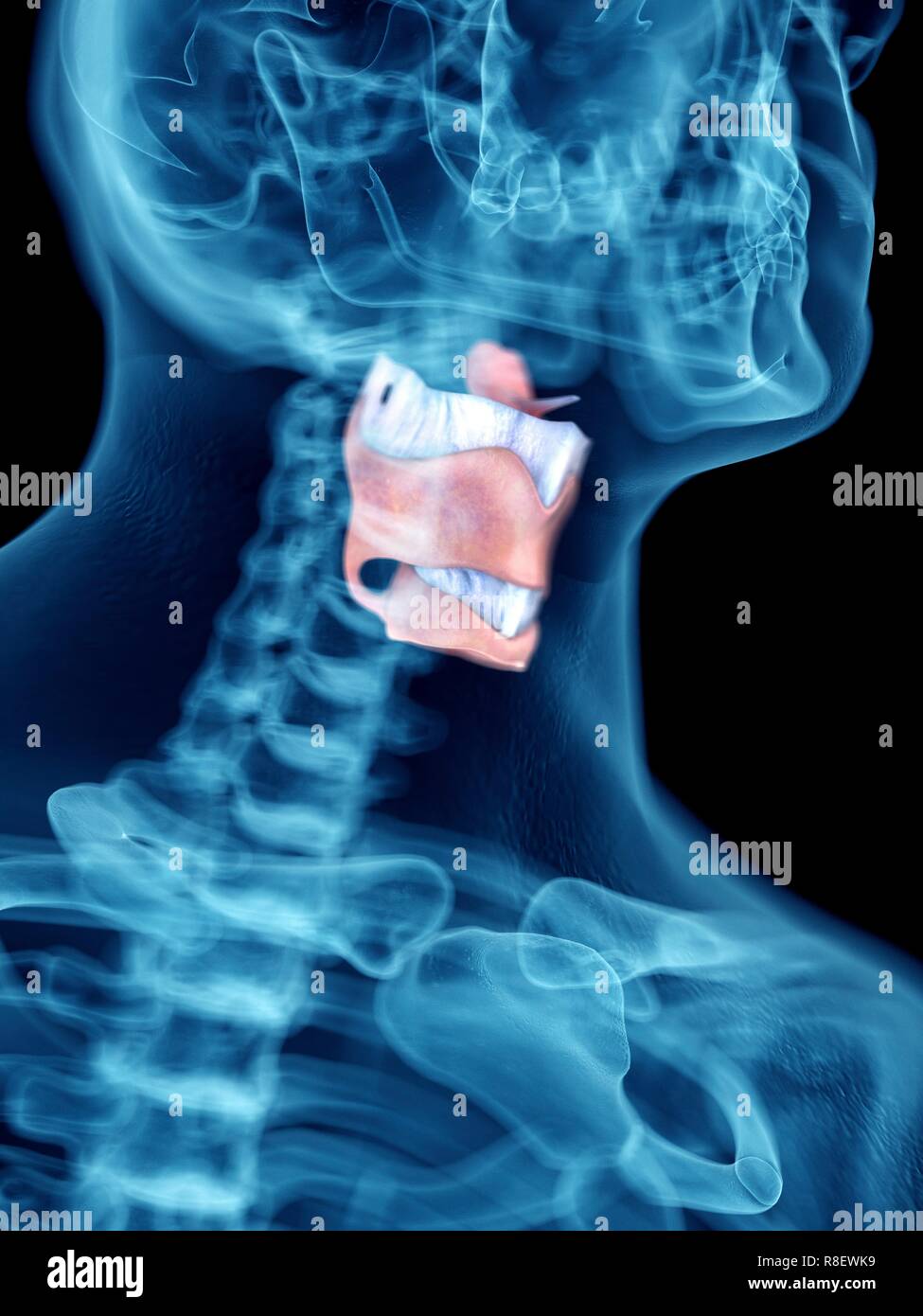 Illustration d'un larynx de l'homme. Banque D'Images