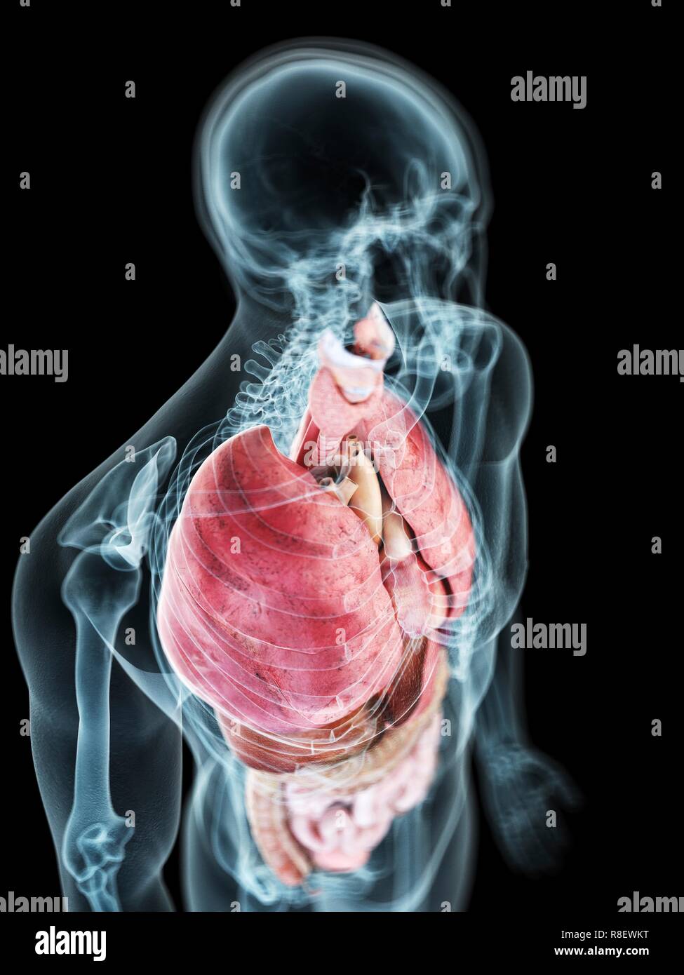 Anatomie homme organes Banque de photographies et d’images à haute ...