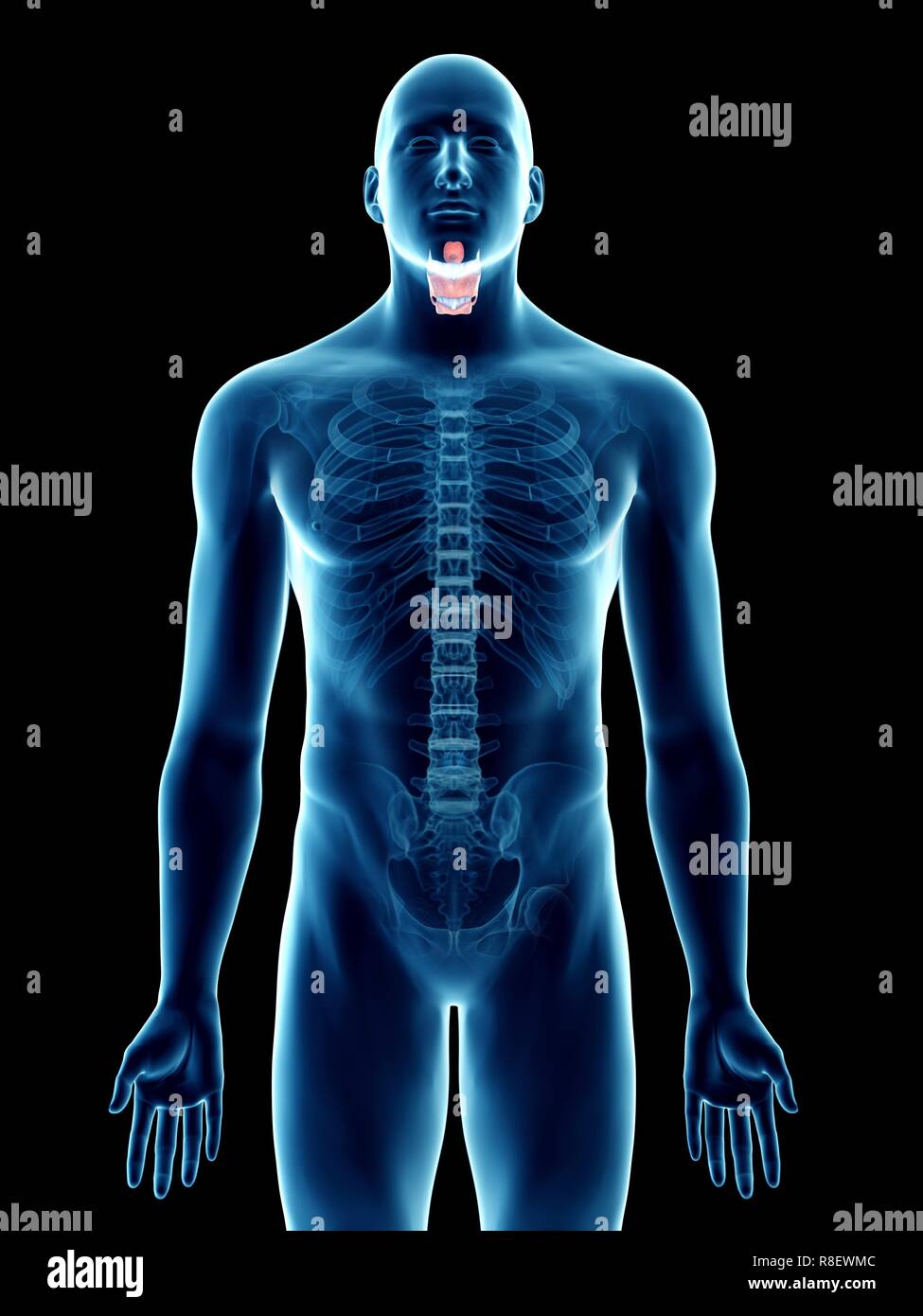Illustration d'un larynx de l'homme. Banque D'Images