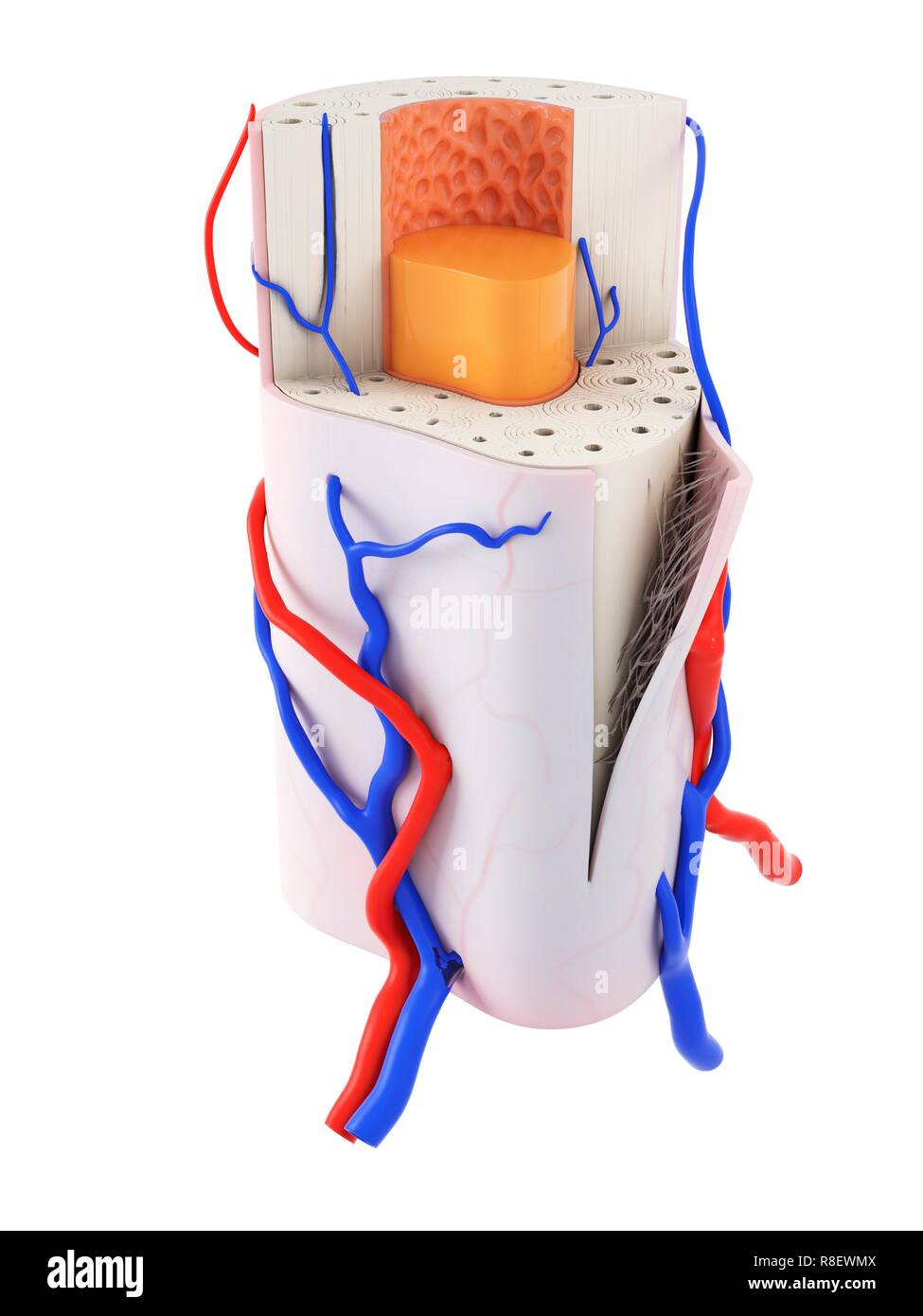 Illustration de l'anatomie humaine. Banque D'Images