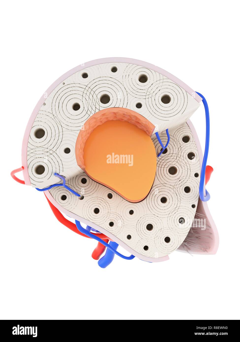 Illustration de l'anatomie humaine. Banque D'Images