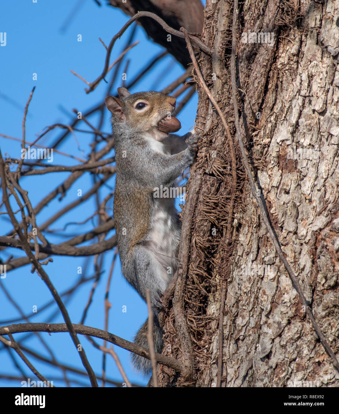 La Louisiane, un écureuil gris Sciurus carolinensis, tout en maintenant une noix dans sa bouche, grimpe dans un arbre. Banque D'Images