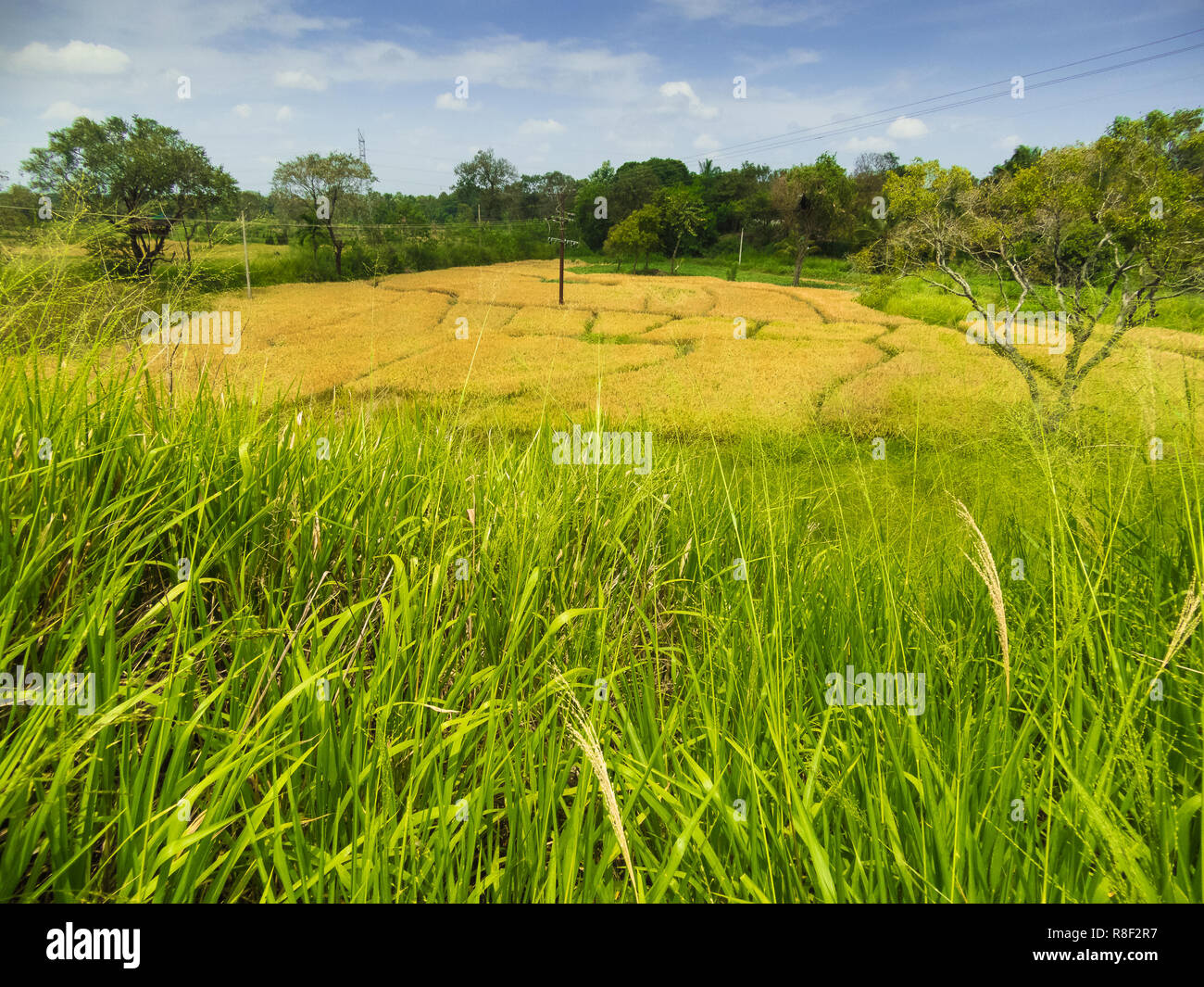 Les rizières, Sri Lanka. Floraison maturité de récolte du riz en attente. Les pousses vertes contraste avec la couleur d'or de la zone recadrée en arrière-plan. Banque D'Images