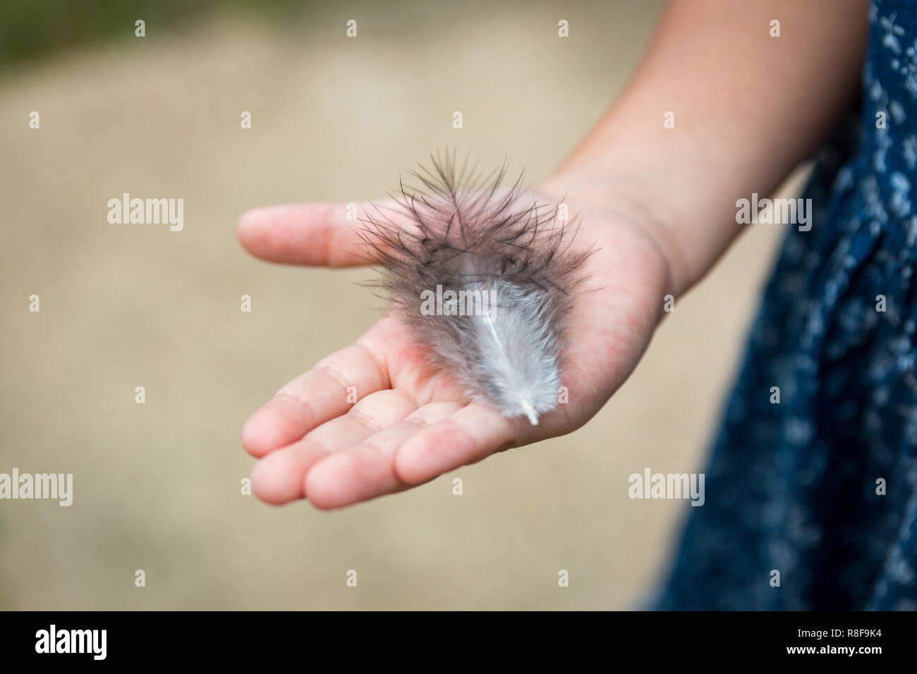 Sur le Palm de l'enfant se trouve la plume d'un oiseau. Banque D'Images