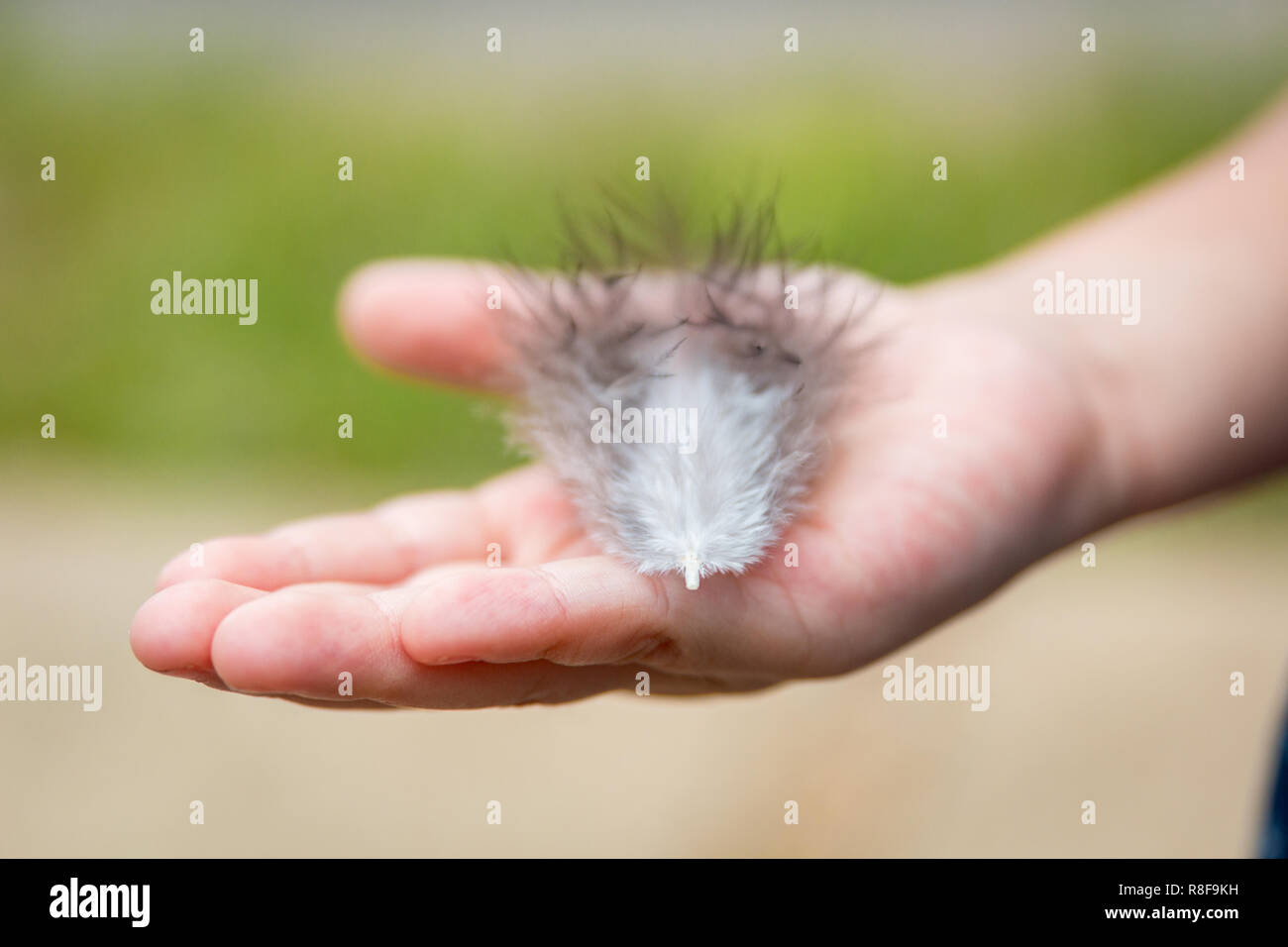 Sur le Palm de l'enfant se trouve la plume d'un oiseau. Banque D'Images
