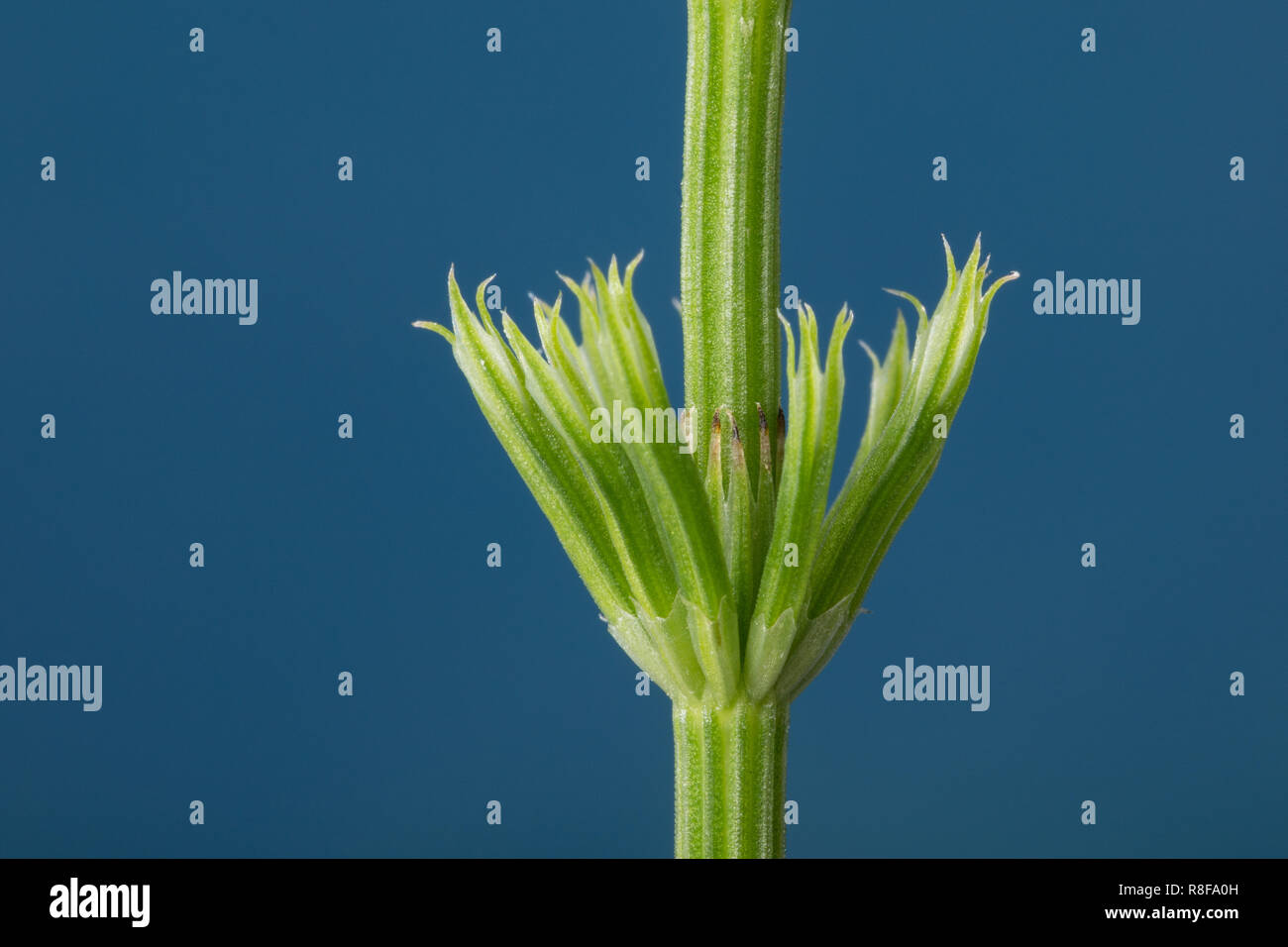 Acker-Schachtelhalm Ackerschachtelhalm Schachtelhalm,,,, Acker-Zinnkraut Stängelscheiden Zinnkraut, des Haupttriebes kürzer sind als das erste Glied d Banque D'Images