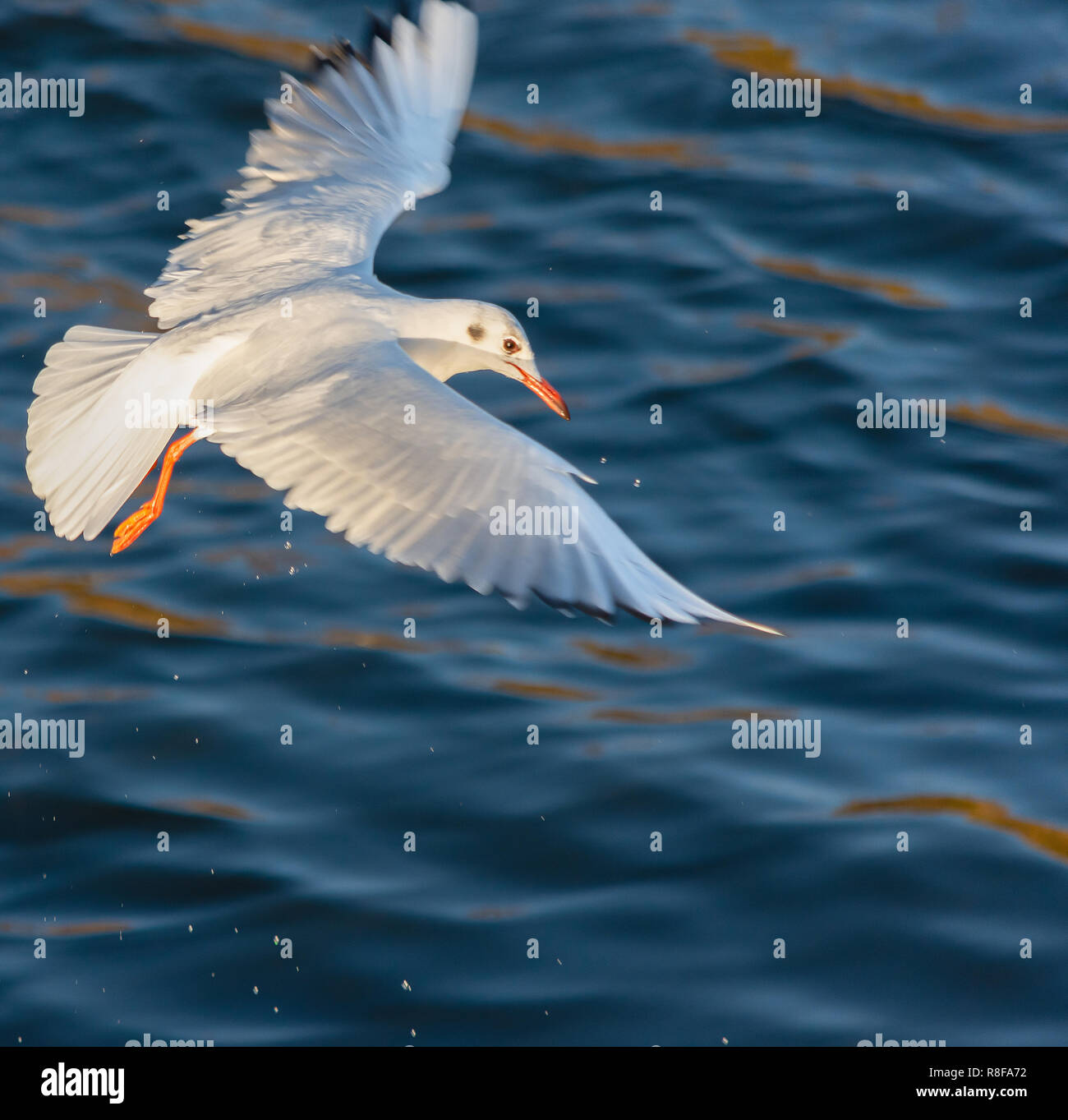 Une mouette en vol avec de l'eau s'égouttant de ses ailes après la plongée en Banque D'Images