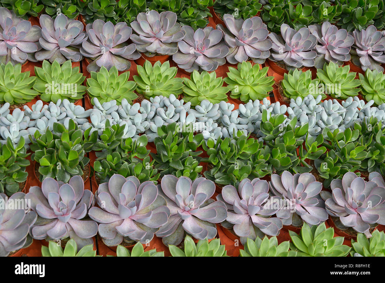 Dimanche Marché aux Fleurs, COLUMBIA ROAD, Bethnal Green, TOWER HAMLETS, EAST LONDON. Août 2018. La colorée rue dimanche matin Marché aux Fleurs Banque D'Images