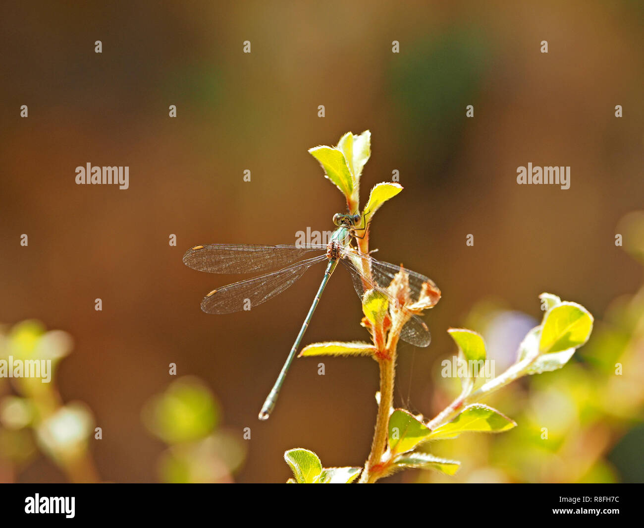 Willow Emerald damselfy (Chalcolestes viridis) avec l'aile caractéristique posent perchés sur de petites feuilles de plantes du soleil en Toscane, Italie Banque D'Images