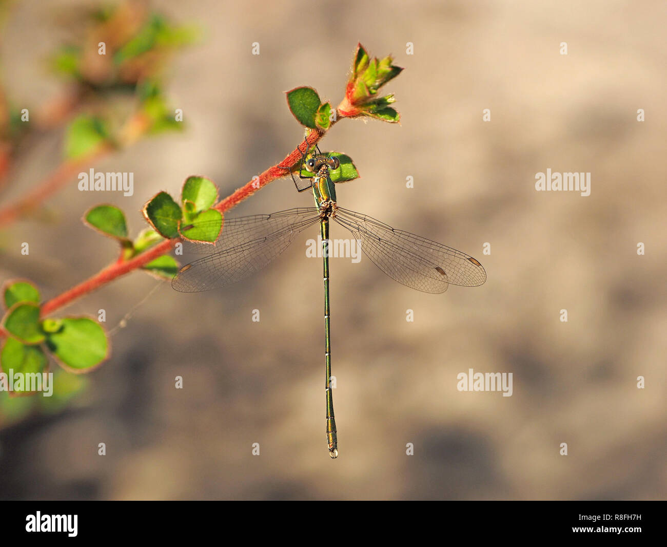 Willow Emerald damselfy (Chalcolestes viridis) avec l'aile caractéristique posent perchés sur de petites feuilles de plantes du soleil en Toscane, Italie Banque D'Images