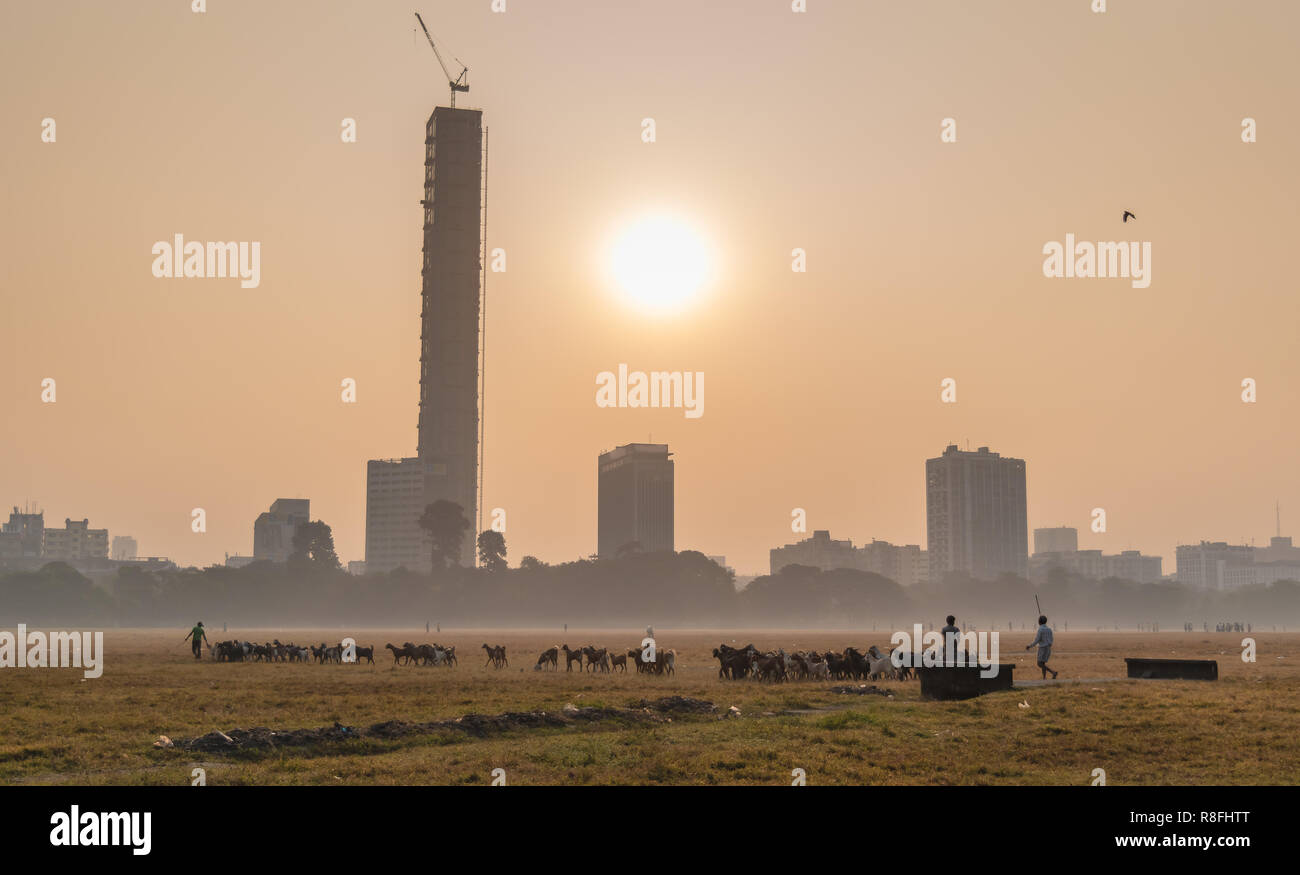 Bergers indiens avec leurs chèvres domestiques au sol de Maidan donnant sur les immeubles de grande hauteur à Kolkata, Inde. Banque D'Images