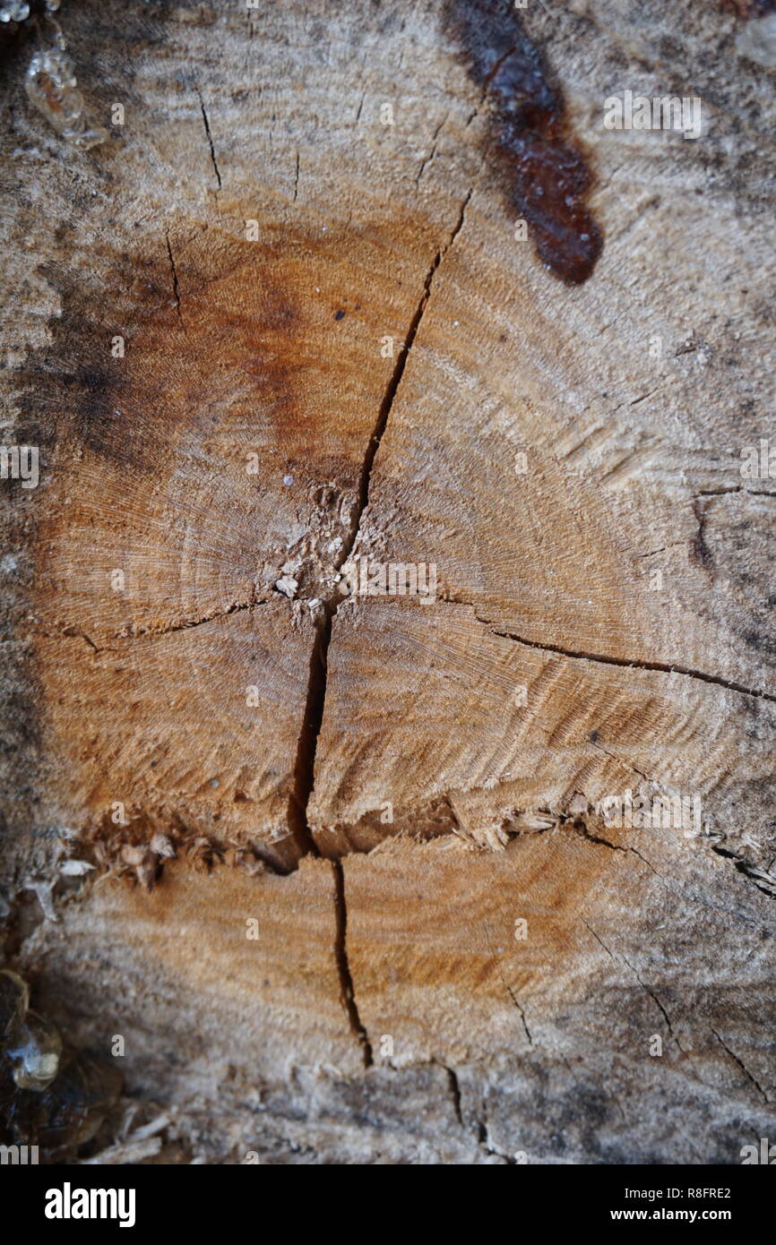 La texture et le motif en bois Banque D'Images