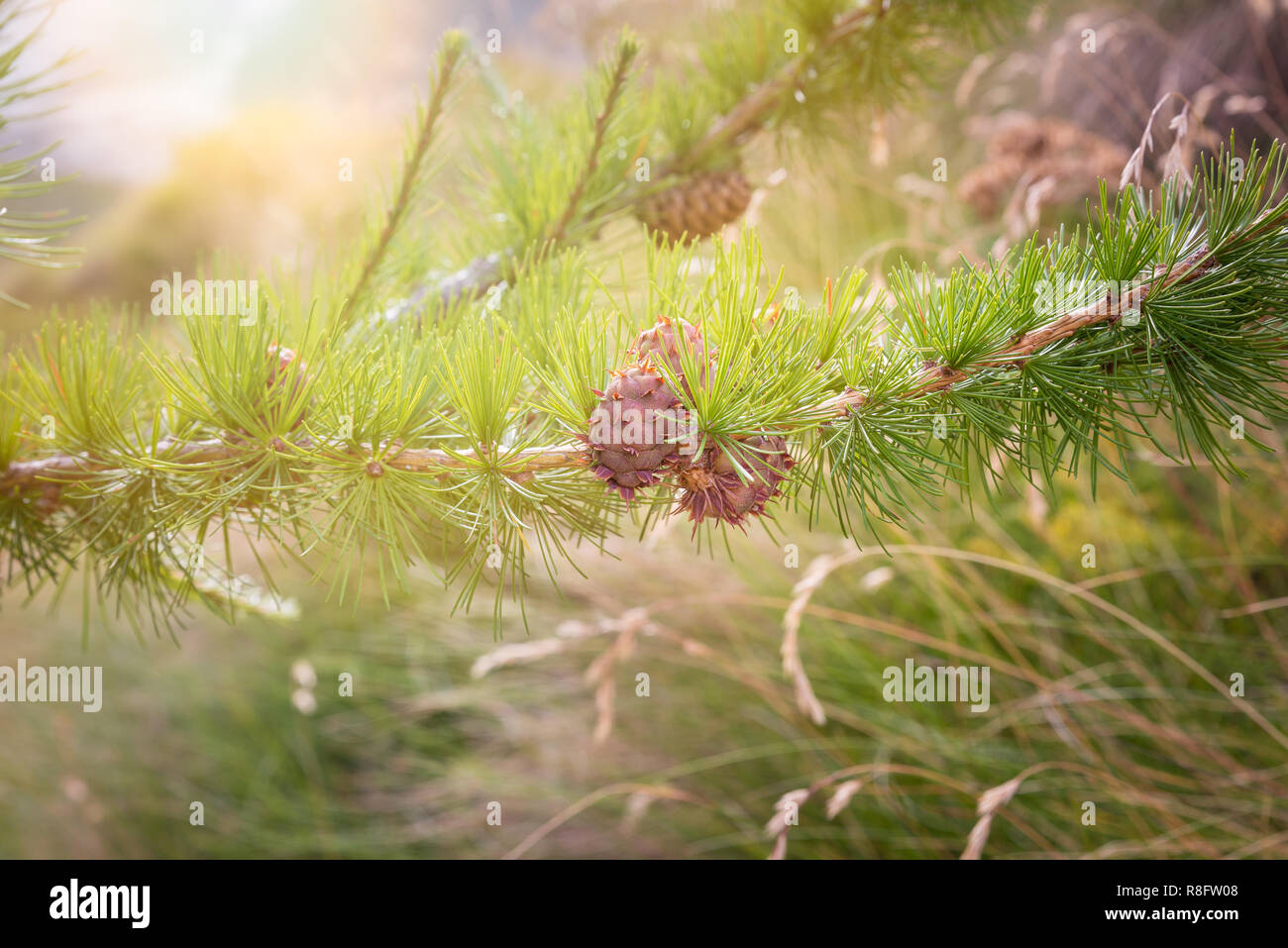 Mélèze d'Europe (Larix decidua). Photo prise à l'été sur les Alpes Banque D'Images