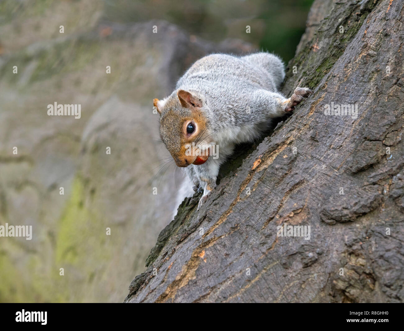 L'écureuil gris Sciurus carolinensis manger des écrous dans city park Banque D'Images