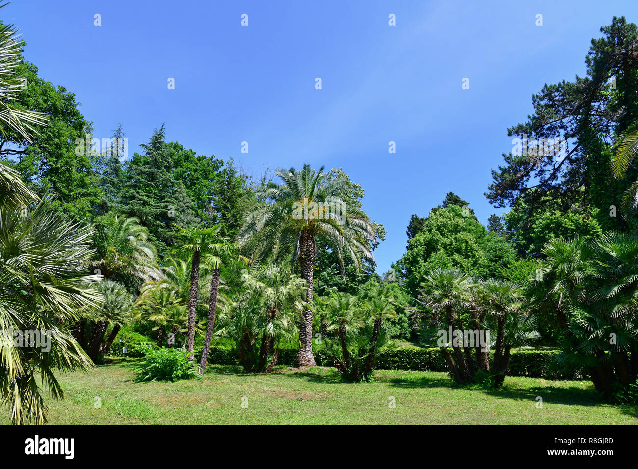 Des plantes de différentes zones climatiques d'arboretum à Sotchi, Russie Banque D'Images