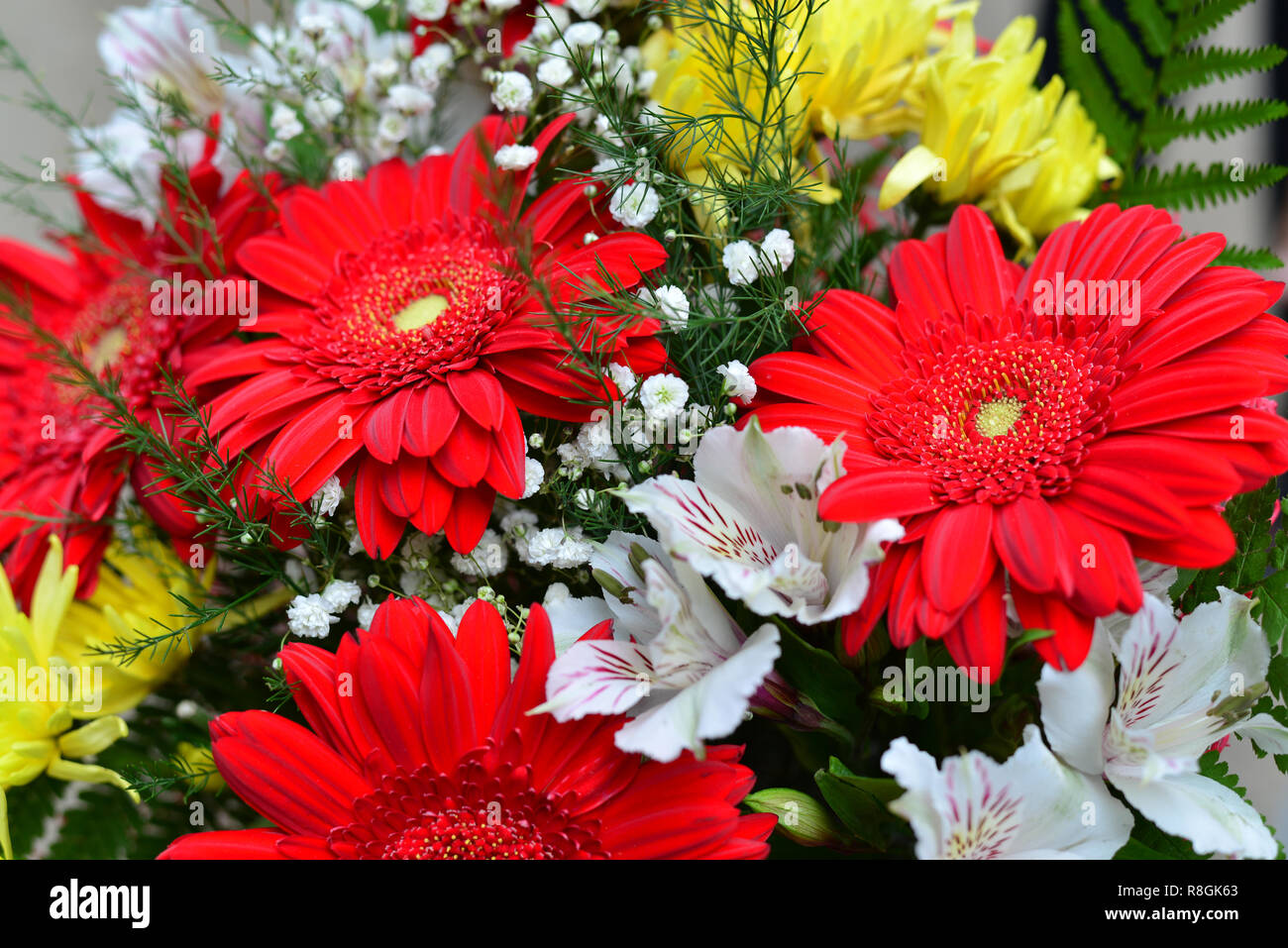 Bouquet de chrysanthèmes jaunes, gerbera rouge Banque D'Images