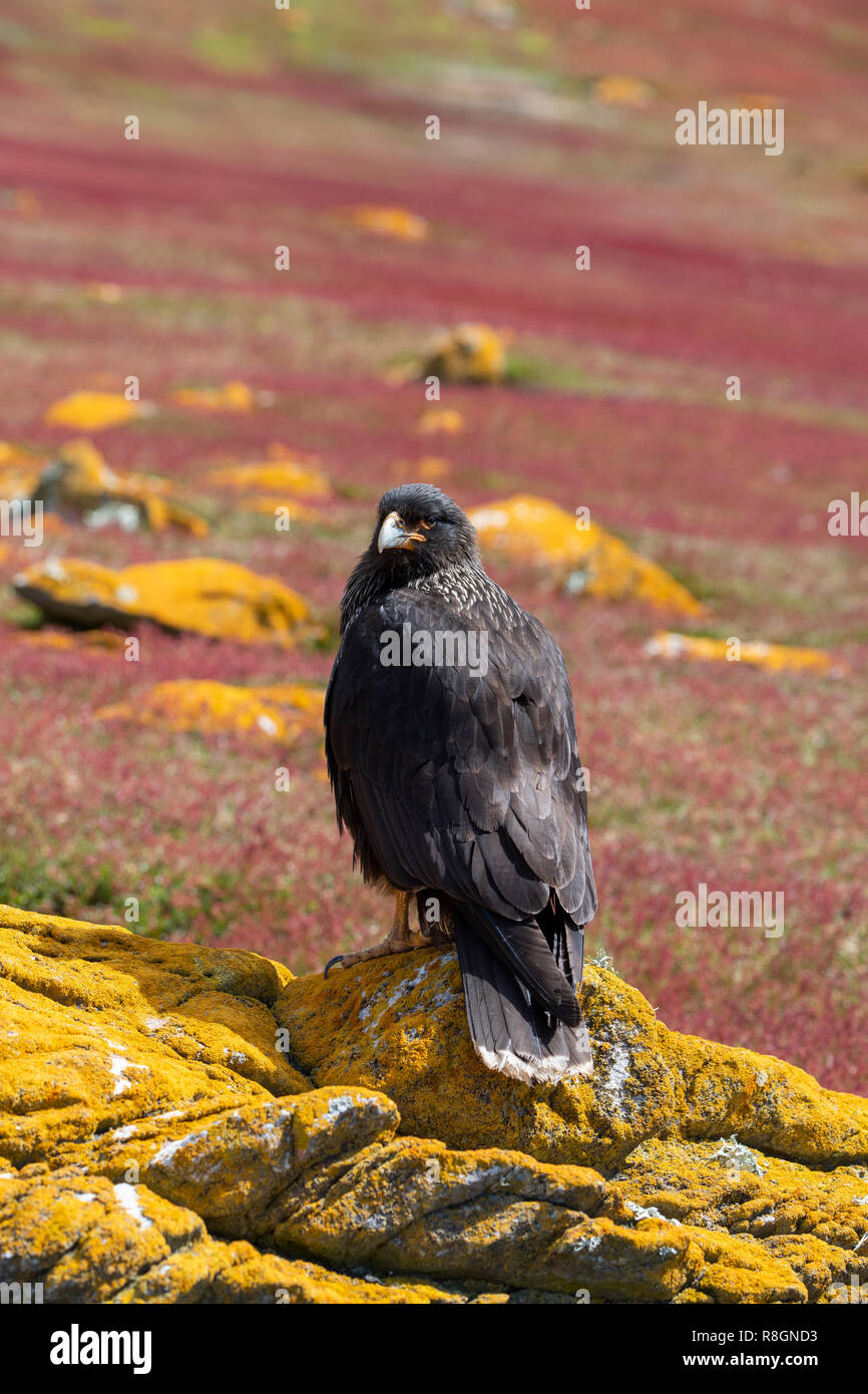 Royaume-uni, Îles Falkland, îles Malouines, Jason West, Steeple Jason. Caracara strié (Phalcoboenus australis) alias Johnny Rook. Banque D'Images