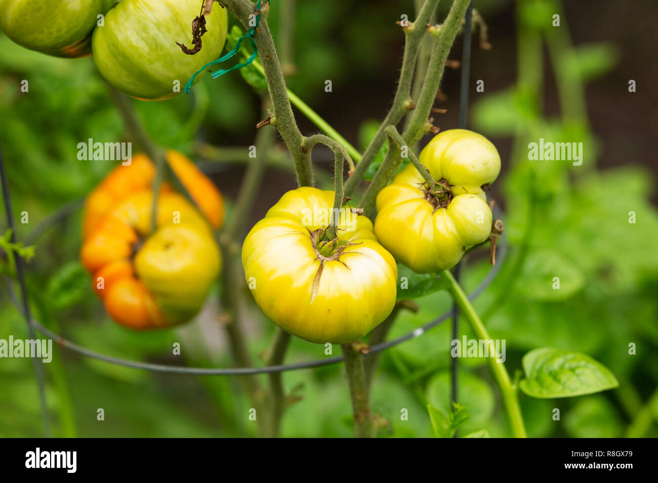 Tomates jaunes (Solanum lycopersicum) poussant dans un potager à la fin de l'été à Lincoln, Massachusetts, États-Unis. Banque D'Images